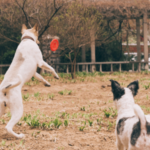 A la découverte des différentes race de chiens